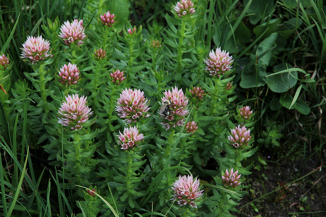 Rhodiola rhodantha (Rhodiola rhodantha)