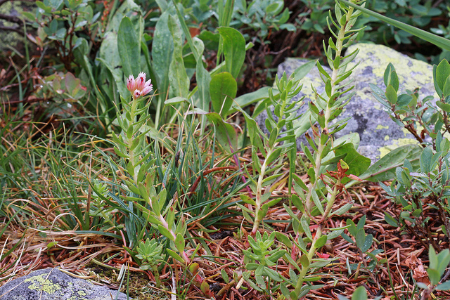 Rhodiola rhodantha