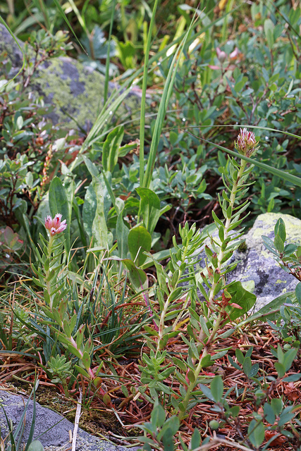 Rhodiola rhodantha
