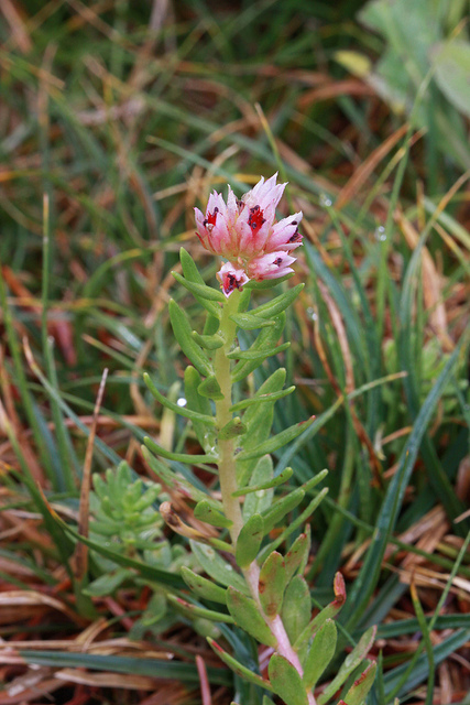 Rhodiola rhodantha