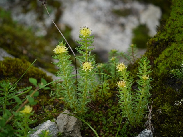 Rhodiola wallichiana