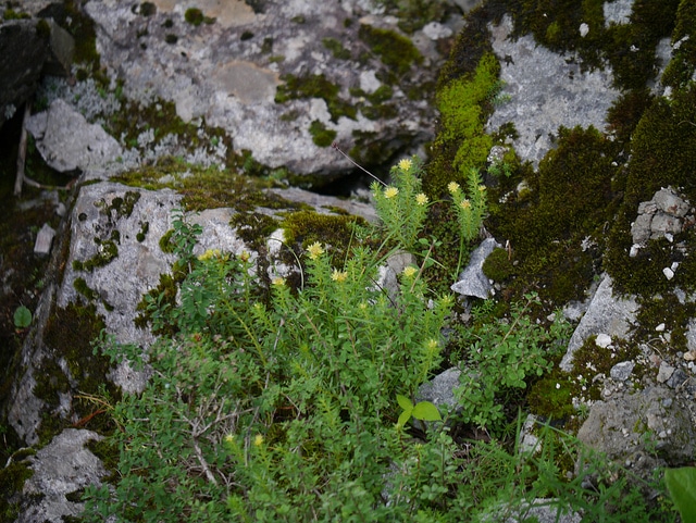 Rhodiola wallichiana