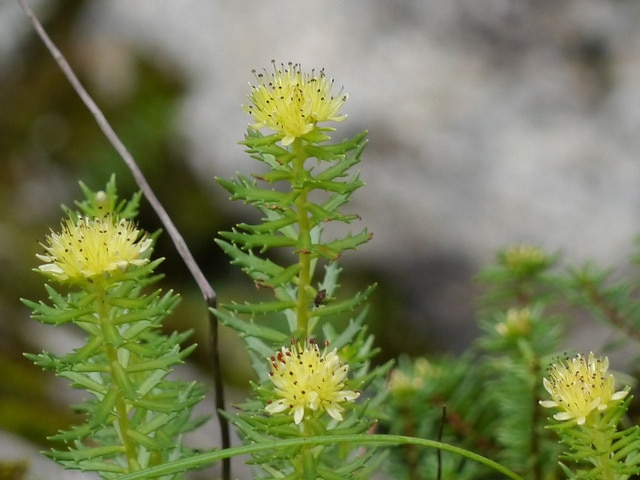 Rhodiola wallichiana (Rhodiola wallichiana)