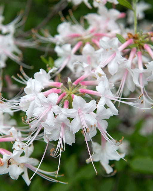 Azalea alabamensis (Rhododendron alabamense)