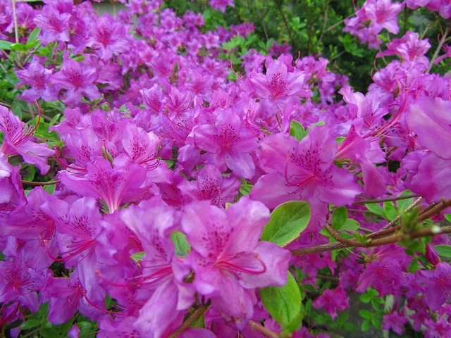 Rhododendron arborescens