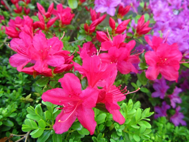 Rhododendron arborescens