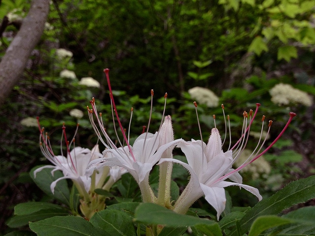 Rhododendron arborescens (Rhododendron arborescens)