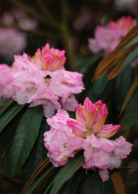 Rhododendron arboreum