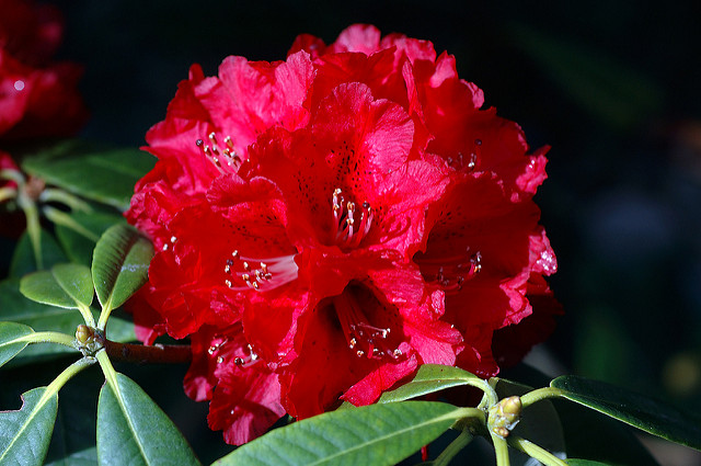 Rhododendron arboreum