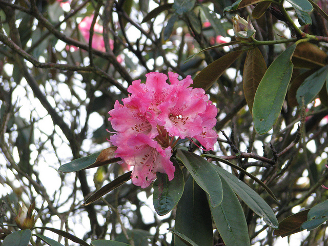 Rhododendron arboreum