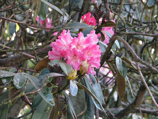 Rhododendron arboreum