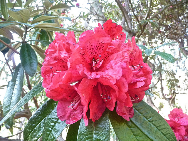 Rhododendron arboreum (Rhododendron arboreum)