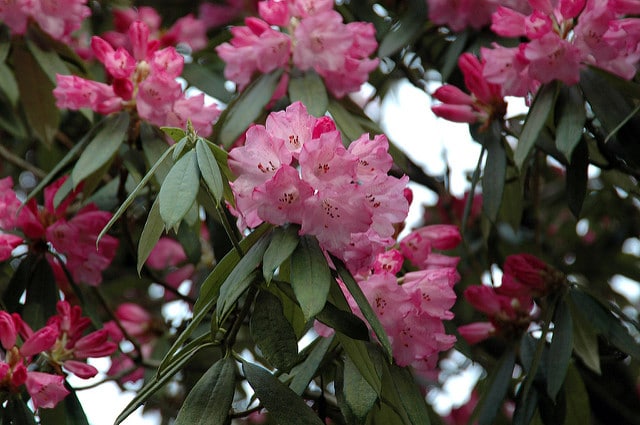 Rhododendron argyrophyllum