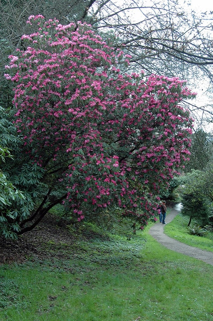 Rhododendron argyrophyllum
