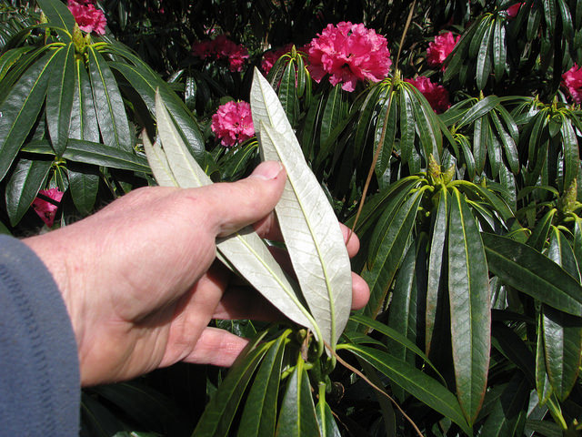 Rhododendron argyrophyllum