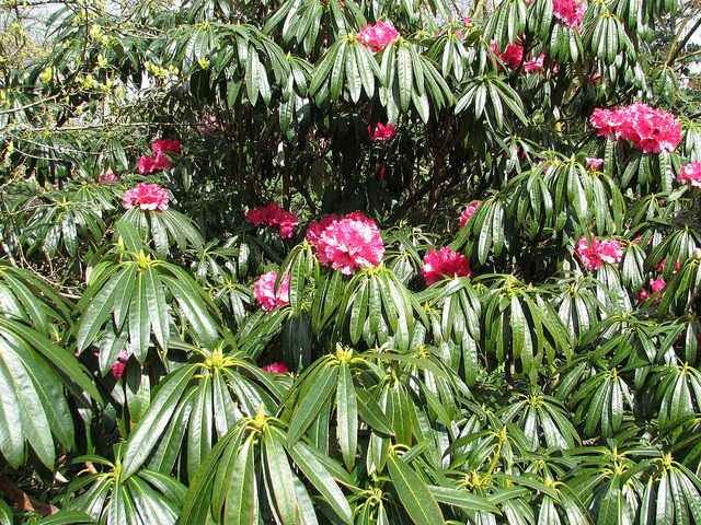 Rhododendron argyrophyllum
