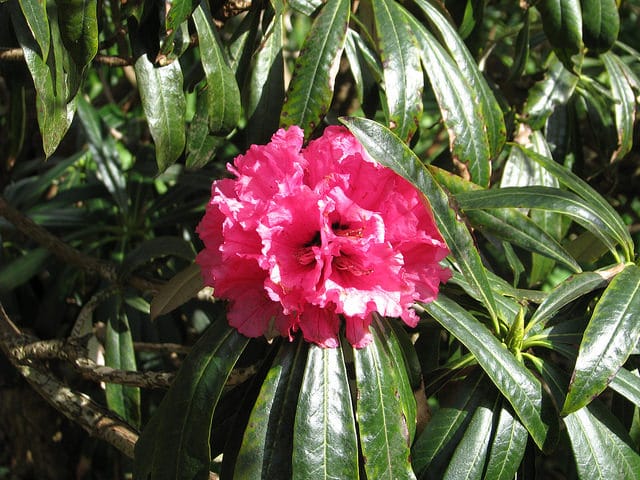 Rhododendron argyrophyllum