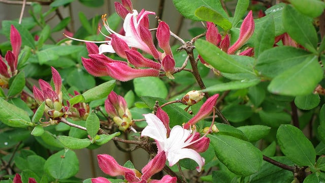 Rhododendron atlanticum