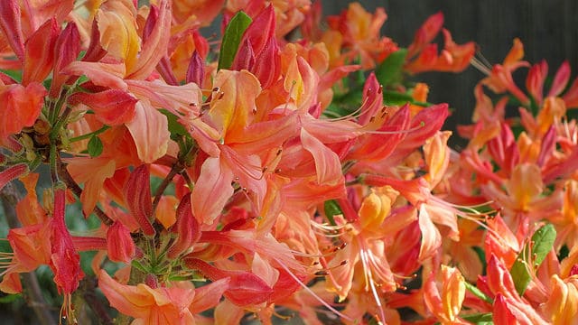 Rhododendron atlanticum