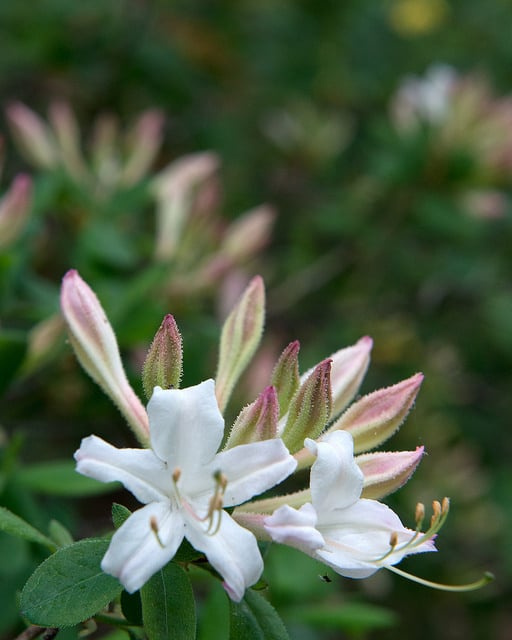 Rhododendron atlanticum