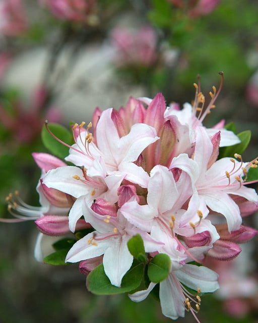 Rhododendron atlanticum
