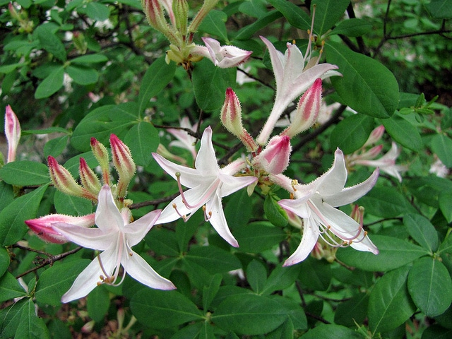Rhododendron atlanticum