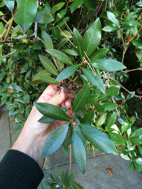 Rhododendron augustinii