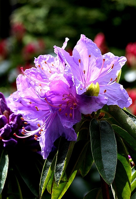 Rhododendron augustinii