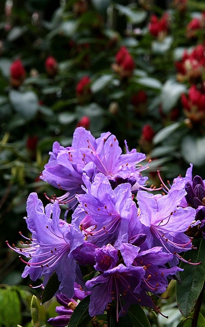 Rhododendron augustinii