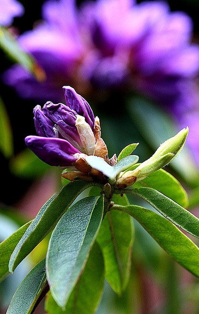 Rhododendron augustinii