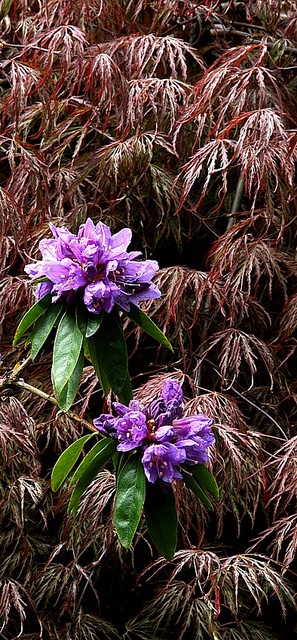 Rhododendron augustinii