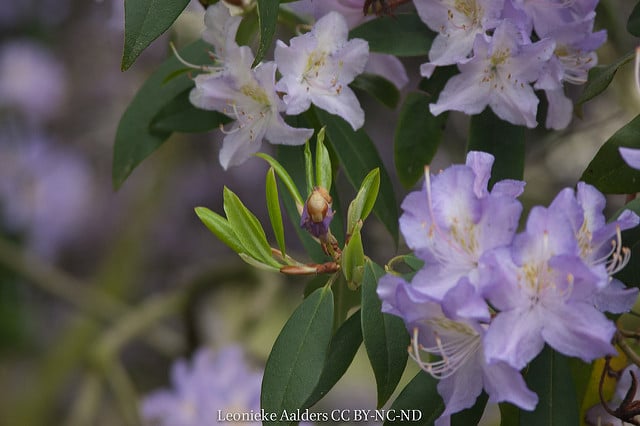Rhododendron augustinii