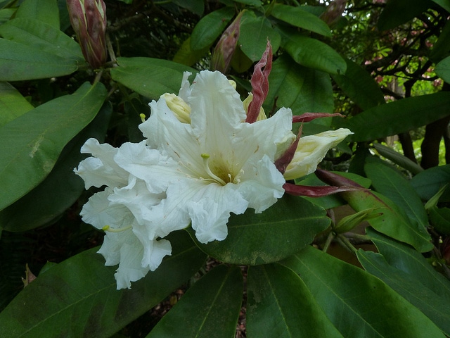 Rhododendron auriculatum