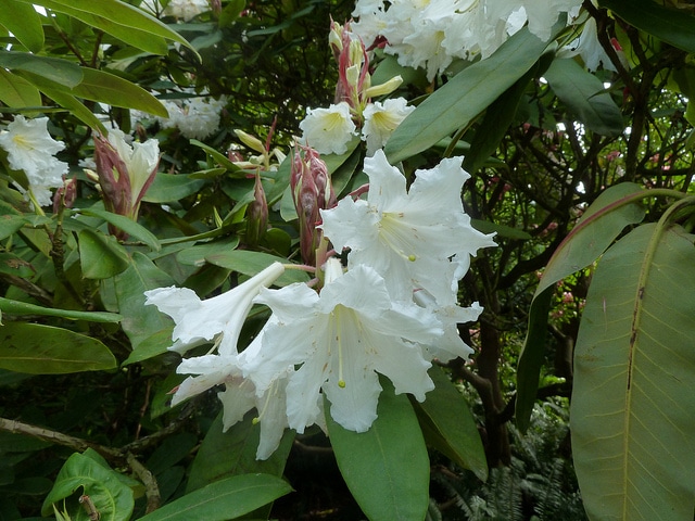 Rhododendron auriculatum