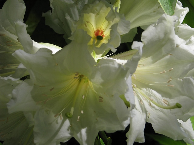 Rhododendron auriculatum