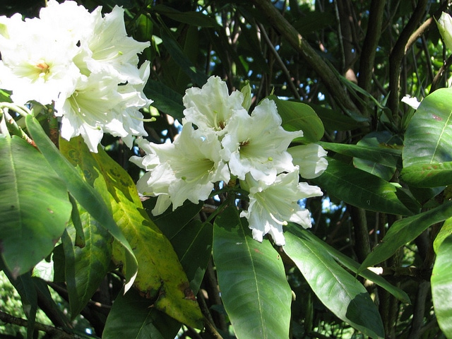 Rhododendron auriculatum