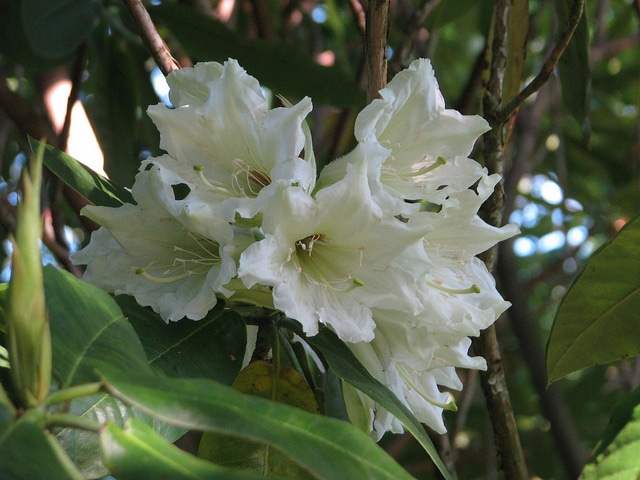 Rhododendron auriculatum