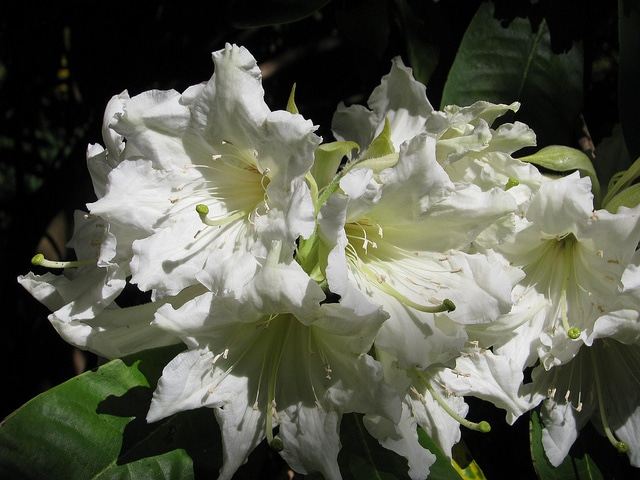 Rhododendron auriculatum