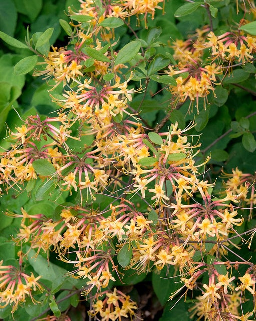 Rhododendron austrinum