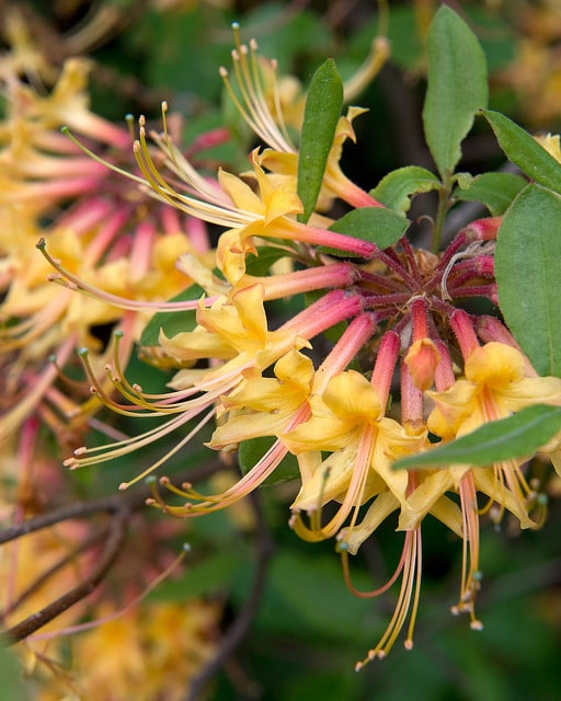 Rhododendron austrinum