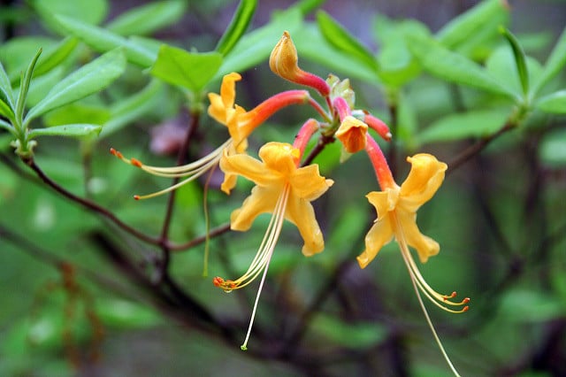 Rhododendron austrinum