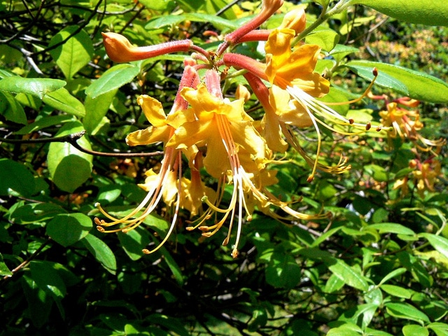 Rhododendron austrinum