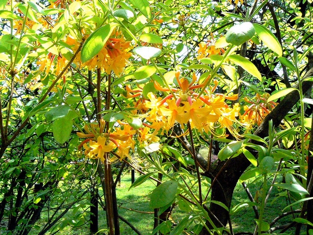 Rhododendron austrinum