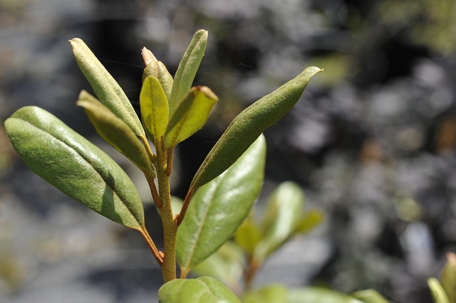 Rhododendron baileyi