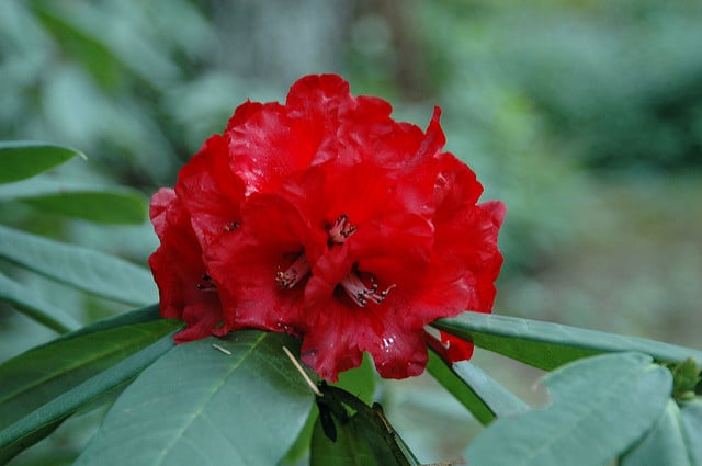 Rhododendron barbatum