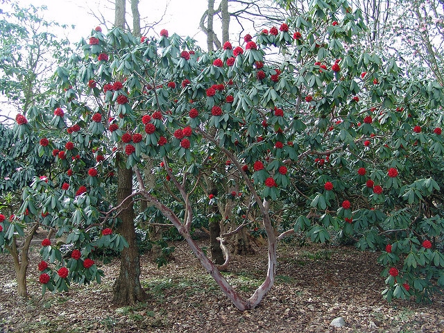 Rhododendron barbatum