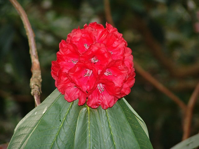 Rhododendron barbatum