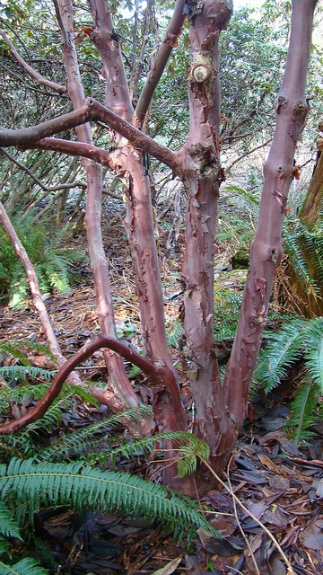 Rhododendron barbatum