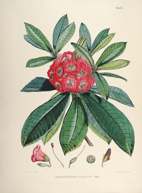 Rhododendron barbatum
