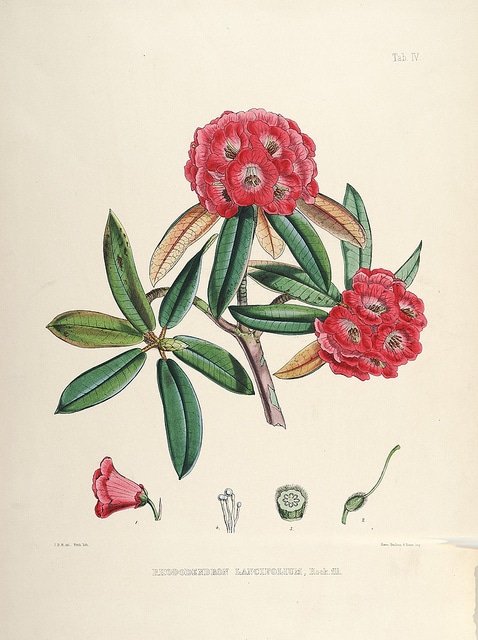 Rhododendron barbatum